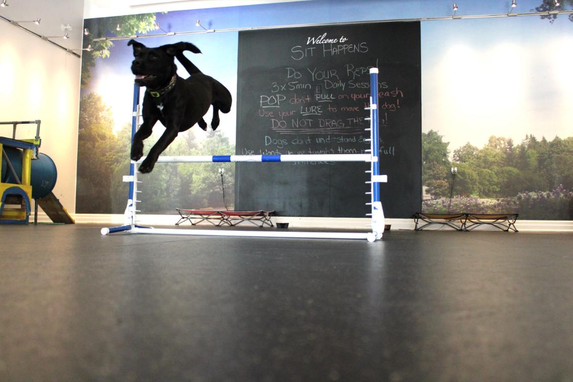A dog mid-jump over an agility bar during a Sit Happens day training workout at the Georgetown facility