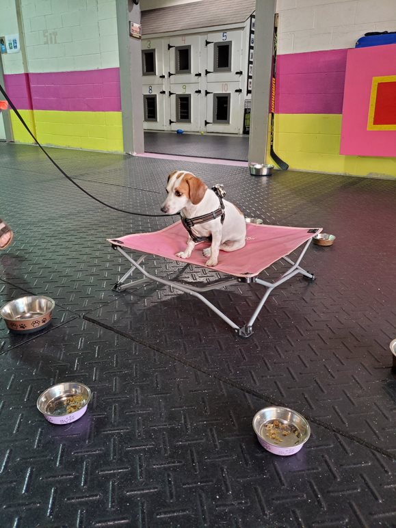 Bucky, a Sit Happens behaviour modification client, working on calm focus during a session