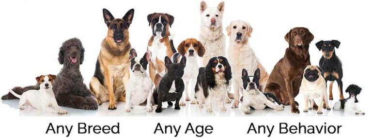 Sit Happens trainer leading a private in-home dog training session in the Greater Toronto Area