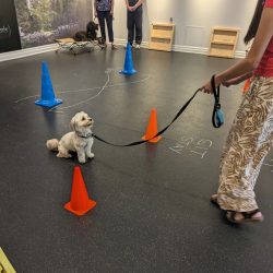 A small group dog training class in session at the Sit Happens Georgetown facility