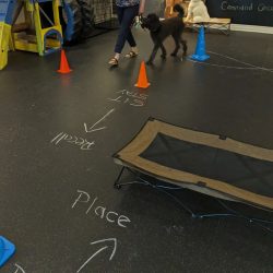 Dogs working on focus exercises during a Sit Happens group class