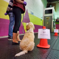 A trained dog holding an attentive position during a Sit Happens obedience training session