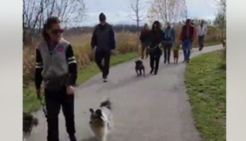 Sit Happens trainer leading a structured pack walk with multiple dogs