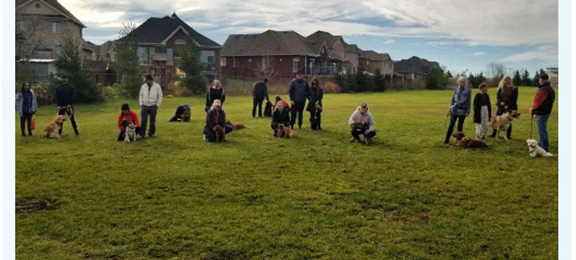 Sit Happens trainer leading a structured pack walk with multiple dogs in Georgetown, Ontario