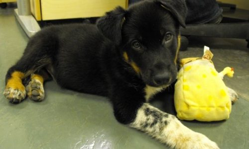A small puppy sitting attentively, focused on the trainer