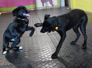 Puppies in a Sit Happens socialization class learning to interact appropriately