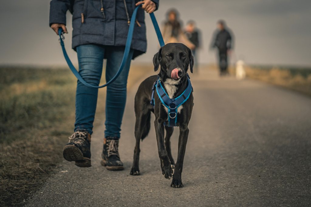 A reactive dog being calmly handled on leash during a Sit Happens behaviour modification session